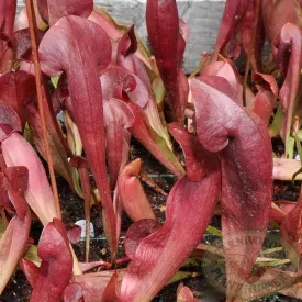 Sarracenia x catesbaei - Red